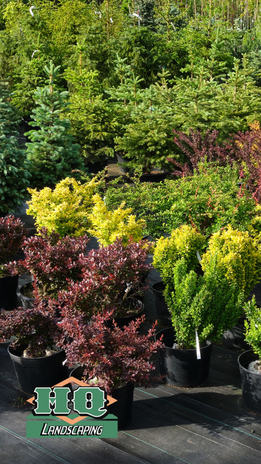 A variety of vibrant shrubs and evergreen trees in pots at a nursery, showcasing HQ Landscaping's diverse selection for professional shrub and bush planting services.