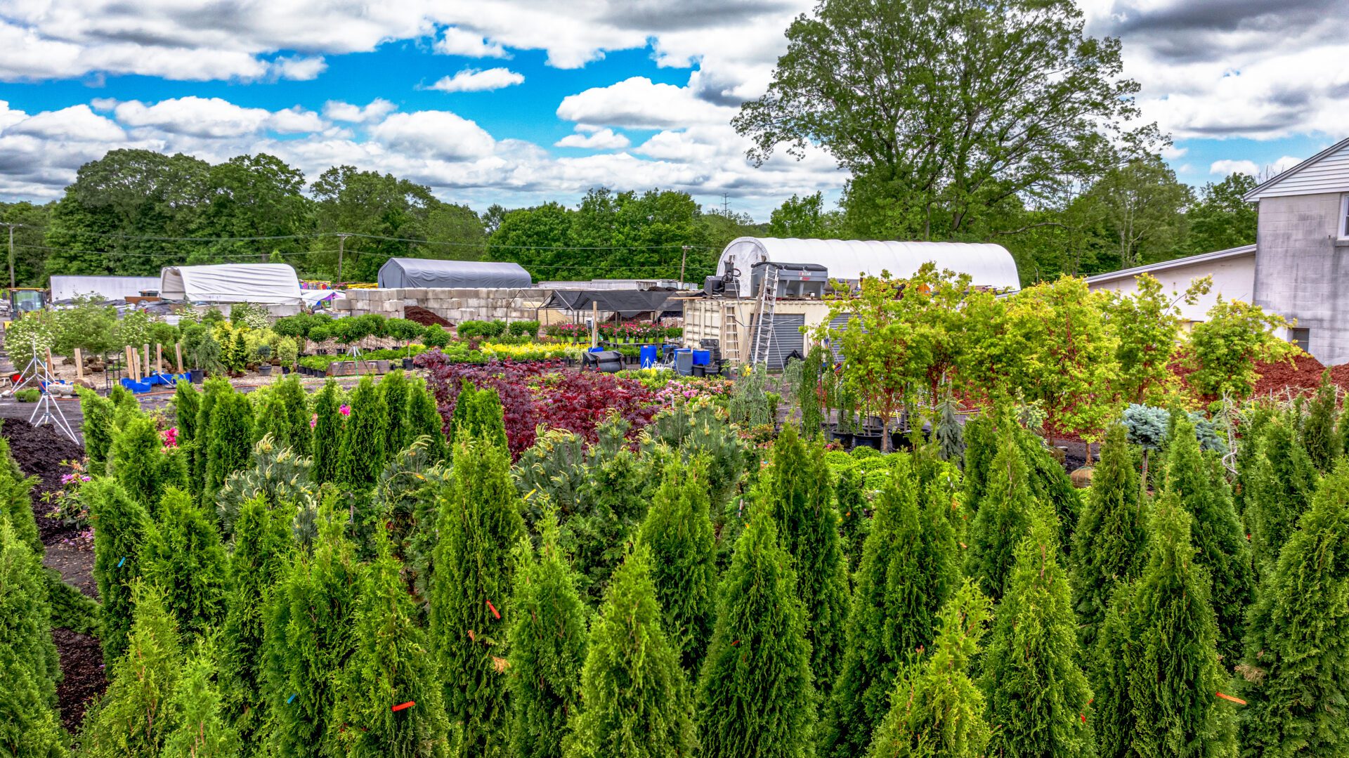 Rows of mature arborvitae shrubs at HQ Landscaping in Connecticut, ready for privacy planting and landscape design