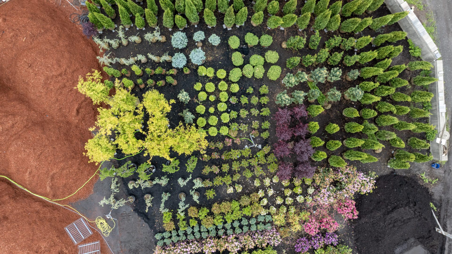 Variety of shrubs at HQ Landscaping including arborvitae, rhododendrons, and maples, ideal for backyard planting in Southington and surrounding Connecticut towns