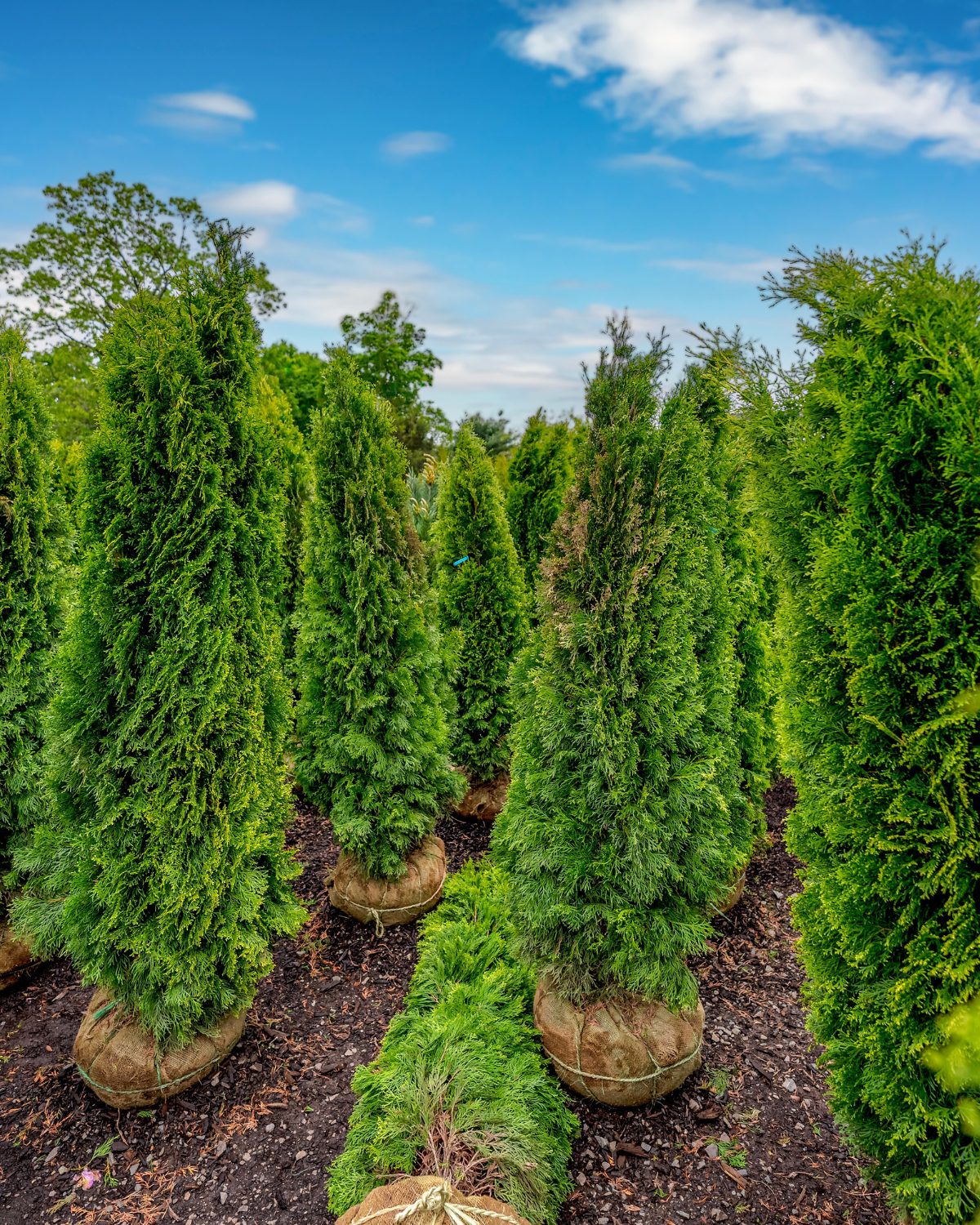 Tall arborvitae shrubs at HQ Landscaping in Southington, CT, ideal for creating backyard privacy screens and green barriers