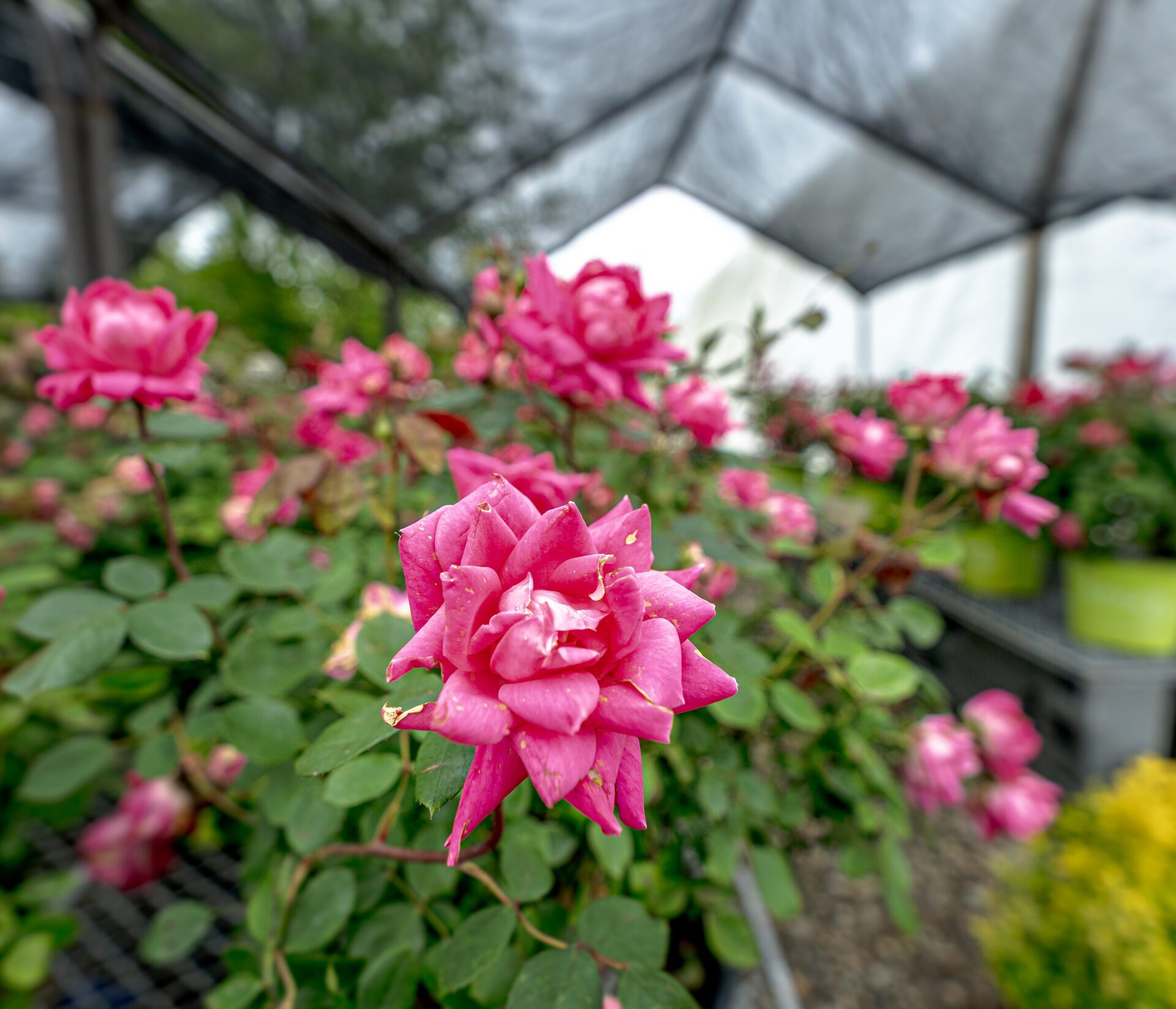 Close-up of vibrant pink shrub roses at HQ Landscaping nursery in Southington CT, ideal for backyard planting and landscape design projects