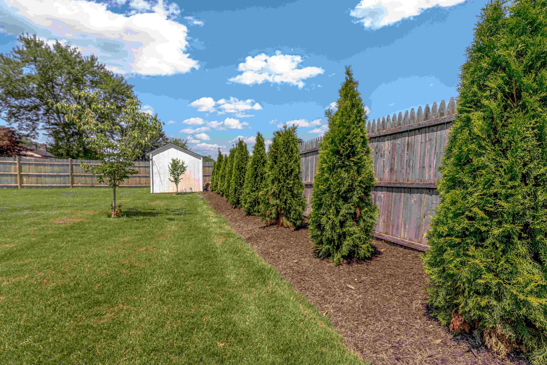 Arborvitaes with Mulch Southington